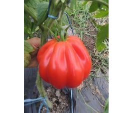 Tomaat - Liguria - BIO