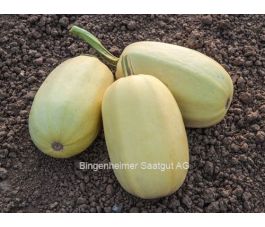 Spaghetti pompoen - Filamento - BIODYNAMISCH