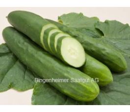 Komkommer - Tanja - BIODYNAMISCH