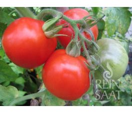 Tomaat - Kremser Perle - BIO