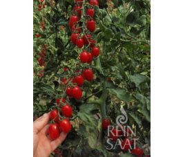 Tomaat - Donatellina - BIODYNAMISCH