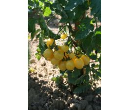 Tomaat - Groseille blanche - BIO - 50% korting wegens verminderde kiemkracht