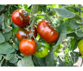 Tomaat - Revilla - BIODYNAMISCH