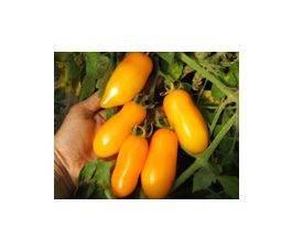 Tomaat Banana Legs *bd