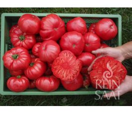Tomaat - Rosa - BIODYNAMISCH