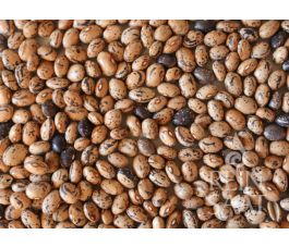 Droogboon - Tomacevski - BIODYNAMISCH