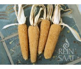 Popcornmaïs - White Selection - BIO