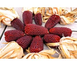 Siermaïs - Erdbeermais - BIO