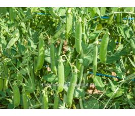 Kreukerwt - Ambassador - BIO