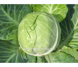 Witte kool - Nagels Frühweiss - BIO