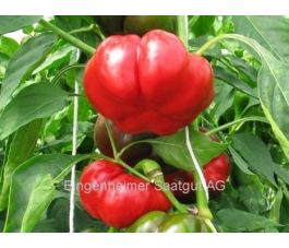 Paprika - Liebesapfel - BIODYNAMISCH
