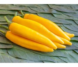 Peper - Sarit Gat - BIODYNAMISCH