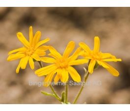 Arnica montana - Valkruid - BIODYNAMISCH