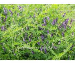 Winterwikke (bonte wikke) 60g - BIO