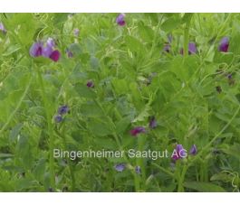 Zomerwikke (voederwikke) - Vicia sativa - 40g - BIO