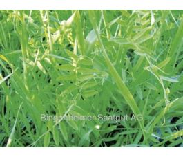 Wikke-rogge mengeling 75g - BIO