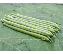 Staakboon/Stokslaboon - Cobra - BIO