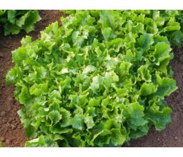 Andijvie - Escariol Grüner - BIODYNAMISCH