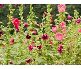 Althaea rosea - Stokroos - BIODYNAMISCH