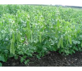 Sluimerwt/Peul - Sweet Horizon - BIO