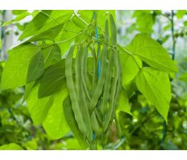 Stokboon (staakboon) - Trebona - BIO