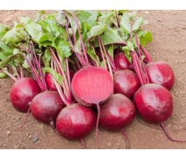 Rode biet - Jannis - BIODYNAMISCH