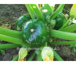 Courgettepompoen - Zaphito - BIODYNAMISCH