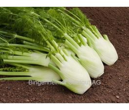 Knolvenkel - Fino/Fenno - BIO - 50% korting - verminderde koopkracht