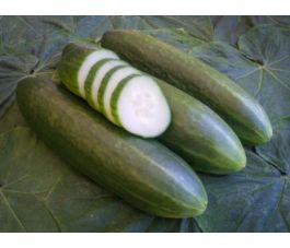 Komkommer - La Diva - BIODYNAMISCH