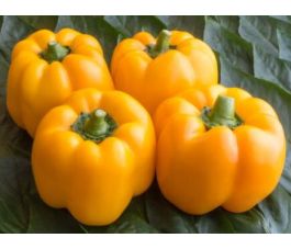 Paprika- Afrodita/Alfonsina - BIODYNAMISCH