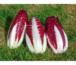 Roodlof - Treviso 206 TT - BIO