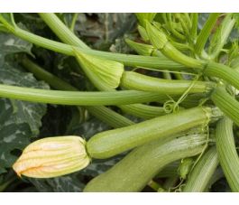 Courgette - Alberello - BIODYNAMISCH