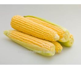 Suikermaïs - Tramunt (AS) (laat) - BIODYNAMISCH - 50% korting wegens verminderde kiemkracht