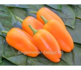 Paprika - Flynn - BIODYNAMISCH Paprika - Flynn - BIODYNAMISCH