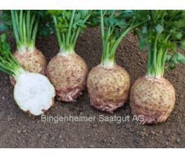 Knolselder - Ibis - BIODYNAMISCH