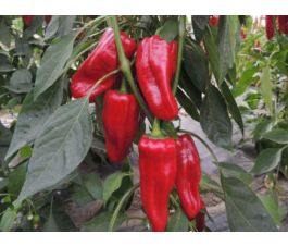 Paprika - Türkischer gewürzpaprika - BIODYNAMISCH