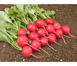 Radijs - Rudi - BIODYNAMISCH