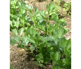 Snijselder - A Jets Fins de Huy - BIO