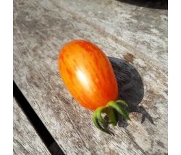 Tomaat - Blush - BIO