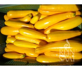 Courgette - Gold Rush - BIODYNAMISCH