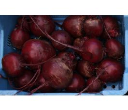 Rode biet - Rode kogel - BIO