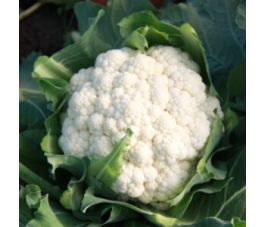 Bloemkool - Mechelse vroege - BIO