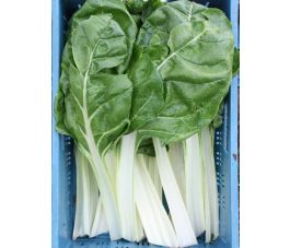 Snijbiet-warmoes - Donkergroene witribbige - BIO