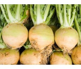 Koolraap - Wilhelmsburger - BIODYNAMISCH - 50% korting wegens verminderde kiemkracht