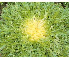 Andijvie - Très Fine Maraîchère - BIODYNAMISCH