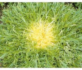 Andijvie - Très Fine Maraîchère - BIODYNAMISCH - 50% korting - verminderde kiemkracht