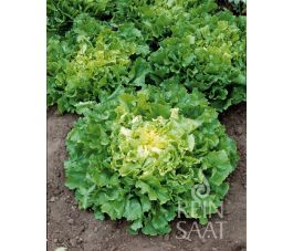 Andijvie - Nuance - BIO