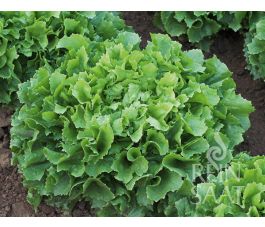 Andijvie - Bubikopf 2 - BIODYNAMISCH