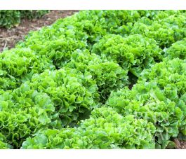 Andijvie - Géante Maraîchère - BIODYNAMISCH