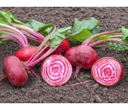 Rode biet - Tondo di Chioggia - BIODYNAMISCH